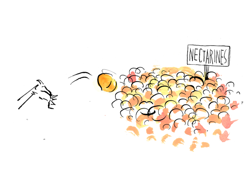 Illustration for article titled Nectarines Exposed